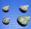 1 to 1-3/4 inches Turbo Bruneus Shells for Seashell Crafts and Hermit Crab Homes - Case of 20 kilos (44 pounds) @ $4.50 a kilo