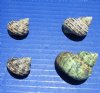 1 to 1-3/4 inches Turbo Bruneus Shells - Case of 20 kilos @ $4.50 a kilo