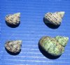 Small Turbo Bruneus Shells in Bulk, Brown Dwarf Turban Shells for Hermit Crab Homes  1 inch to 1-3/4 inches Priced:  2 kilos (4.4 pounds) @ $14.00 a bag; 3 bags (13.2 lbs) @ $12.00 a bag