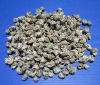 4.4 pounds bag of Small Turbo Bruneus Shells 1 inch to 1-3/4 inches - $10.80 a bag; 3 bags @ $9.60 a bag