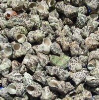4.4 pounds bag of Small Turbo Bruneus Shells 1 inch to 1-3/4 inches - $10.80 a bag; 3 bags @ $9.60 a bag
