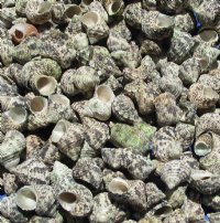 1 to 1-3/4 inches Turbo Bruneus Shells - Case of 20 kilos @ $4.50 a kilo