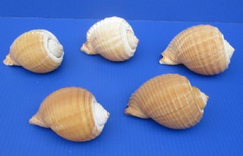 5 to 5-7/8 inches Tonna Galea, Tonna Olearium Shells - 10 @ $4.80 each