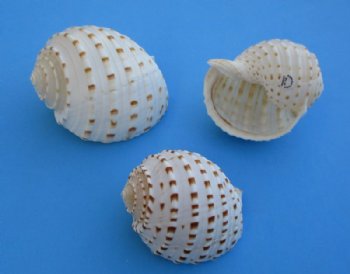 3 to 3-7/8 inches Tonna Tesselatta, Spotted Tun Shells <font color=red> Wholesale</font> - Case: 100 @ $1.25 each