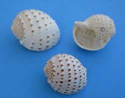 3 to 3-7/8 inches Tonna Tesselatta, Spotted Tun Shells <font color=red> Wholesale</font> - Case: 100 @ $1.25 each
