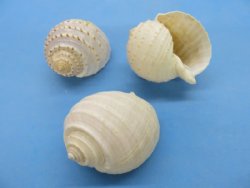 4 to 4-7/8 inches Spotted Tun Shells, Tonna Tesselatta <font color=red> Wholesale</font> -72 @ $1.55 each