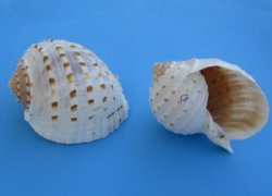 5 inches Large Spotted Tun Shells, Tonna Tesselatta - 6 @ $4.80 each; 12 @ $4.32 each