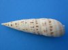 6 to 6-3/4 inches Large Heavy Terebra Maculata Auger Seashells for Sale in Bulk - Pack of 10 @ $2.20 each; Bulk Pack of 50 @ $1.76 each