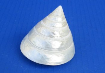 2-1/2 inches White Pearl Trochus Shells <font color=red> Wholesale</font> - 120 @ .90 each