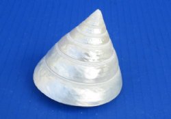 2-1/2 inches White Pearl Trochus Shells in Bulk, White Trochus Niloticus Top Shells - 25 @ $1.44 each