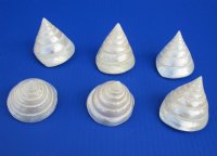 2-1/2 inches White Pearl Trochus Shells <font color=red> Wholesale</font> - 100 @ .90 each