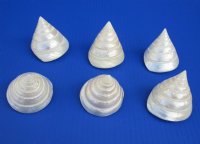 2-1/2 inches White Pearl Trochus Shells <font color=red> Wholesale</font> - 120 @ .90 each