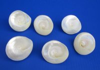 2-1/2 inches White Pearl Trochus Shells <font color=red> Wholesale</font> - 100 @ .90 each