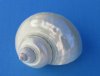 2-1/2 to 2-7/8i inches Pearl Turbo Shells for Sale, White Seashells for Decorating and Crafts - Pack of 5 @ $5.20 each