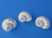 3 to 3-3/8 inches Pearl Turbo Shells <font color=red> Wholesale</font> - 24 @ $4.70 each