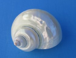3 to 3-3/8 inches Pearl Turbo Shells <font color=red> Wholesale</font> - 24 @ $4.70 each