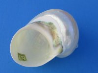  Large Pearl Turbo Shell for Sale, 4 inches - 2 @ $10.10 each