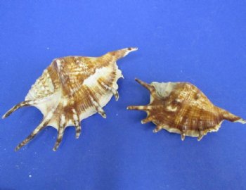 Common Spider Conch Shells, Lambis lambis 4-1/2 to 5-7/8 inches in Bulk Case of 120 @ .66 each