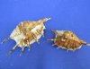 Bulk Common Spider Conch Shells, Lambis lambis 4-1/2 to 5-7/8 inches - One Case  of 120 @ .70 each; 2<font color=red> Wholesale Cases</font>  at .44 each