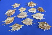 4 to 6 inches Common Spider Conch Shells, Lambis lambis in bulk - Case: 200 @ .45 each