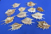 Common Spider Conch Shells, Lambis lambis 4-1/2 to 5-7/8 inches in Bulk Case of 120 @ .66 each