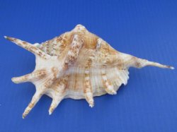 6 to 7-7/8 inches Large Lambis Lambis Spider Conch Shells - 10 @ $1.70 each