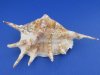 6 to 7-7/8 inches Large Lambis Lambis Spider Conch Shells for Sale in Bulk - Pack of 12 @ $1.90 each; Pack of 48 @ $1.52 each