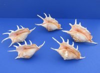 6 to 7-7/8 inches Large Lambis Lambis Spider Conch Shells - 10 @ $1.70 each