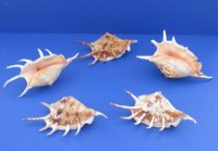 6 to 7-7/8 inches Large Lambis Lambis Spider Conch Shells - 10 @ $1.70 each