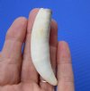 3 inches Authentic Gator Tooth for making a necklace - Buy this one for <font color=red>$19.99</font>  Plus $5.00 First Class Mail