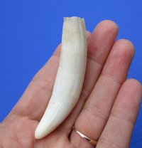 3 inches Authentic Gator Tooth for making a necklace - Buy this one for <font color=red>$19.99</font>  Plus $5.00 First Class Mail
