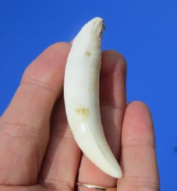3 inches Real Gator Tooth for Sale - Buy this one for $19.99 <font color=red> **SALE*** FREE USPS SHIPPING