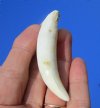 3 inches Real Gator Tooth for Sale - Buy this one for <font color=red>$19.99</font> Plus $5.00 First Class Mail