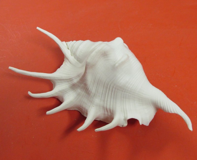 Dyed White Spider Conch Shells for Sale, Lambis lambis, 6 to 73/4 inches