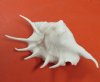 Dyed White Spider Conch Shells for Sale, Lambis lambis, 6 to 7-3/4 inches long - Packed 5 @ $1.90 each