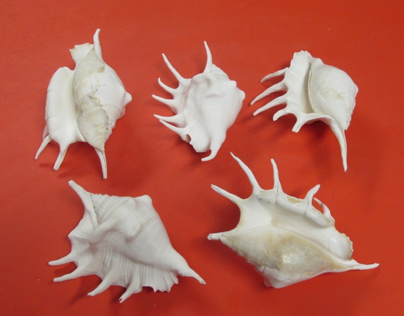 Dyed White Spider Conch Shells for Sale, Lambis lambis, 6 to 73/4 inches
