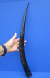 23 inches Polished African Sable Horn for Sale - Buy this one for $44.99