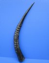 21 inches Polished African Sable Horn for Crafts - Buy this one for $44.99