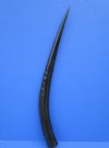 22 inches <font color=red> Polished</font> Sable Horn for Sale - Buy this one for $44.99