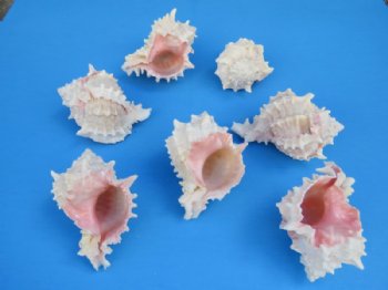 Pink-Mouth Murex Shells <font color=red> Wholesale</font> 2-1/2 to 3 inches - Case: 300 @ .45 each