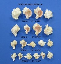 Small Pink Mouth Murex Shells <font color=red> Wholesale</font> 2-1/4 to 2-3/4 inches - Case: 300 @ .50 each