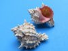 2-1/4 to 2-3/4 inches Small Pink Mouth Murex Shells for Sale -50 @..80 each
