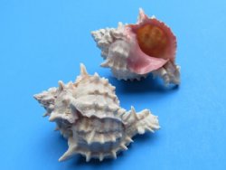 Pink-Mouth Murex Shells 2-1/2 to 3 inches - 10 @ .80 each; 50 @ .72 each