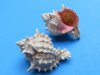 2-3/4 to 3 inches Small Pink-Mouth Murex Shells for Sale, Hexaplex erythrostomus - Pack of 25 @ $.80 each; Pack of 100 @ .64 each