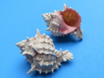 Small Pink Mouth Murex Shells <font color=red> Wholesale</font> 2-1/4 to 2-3/4 inches - Case: 300 @ .50 each