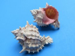 Small Pink Mouth Murex Shells <font color=red> Wholesale</font> 2-1/4 to 2-3/4 inches - Case: 300 @ .50 each