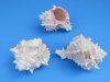 3 to 3-1/2 inches Pink Mouth Murex Shells <font color=red> Wholesale</font> -125 @ .72 each