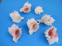 3 to 3-1/2 inches Pink Mouth Murex Shells <font color=red> Wholesale</font> -125 @ .72 each