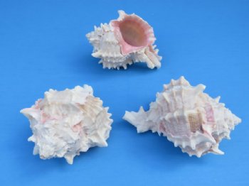 3 to 3-1/2 inches Pink Mouth Murex Shells <font color=red> Wholesale</font> -125 @ .72 each