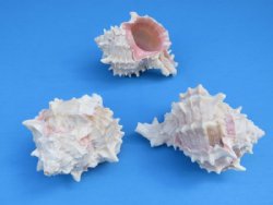 3 to 3-1/2 inches Pink Mouth Murex Shells <font color=red> Wholesale</font> -125 @ .72 each